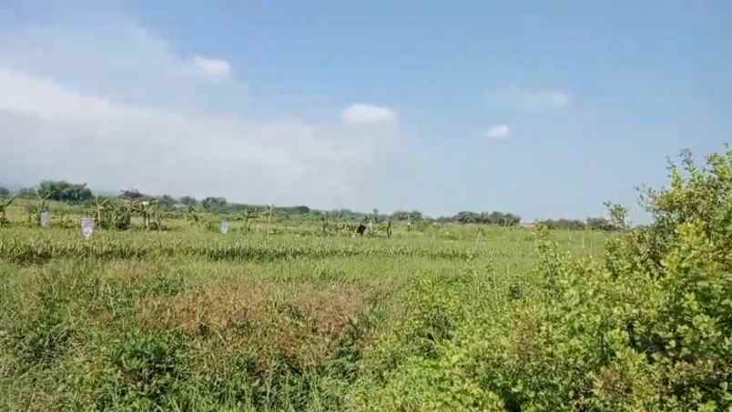 dijual tanah jl raya provinsi kembang