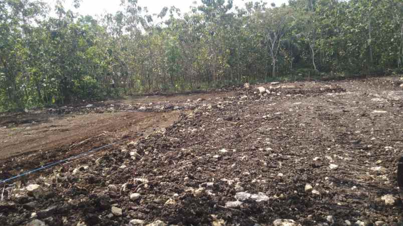 dijual tanah karangrejek gunung kidul