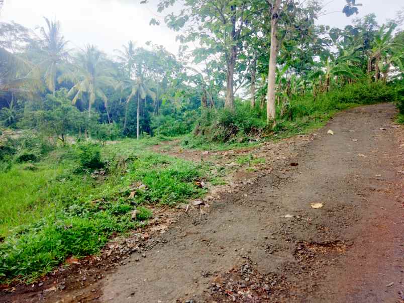 dijual tanah kebun mangga pinggir jl desa