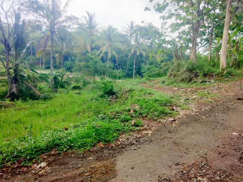 dijual tanah kebun mangga pinggir jl desa