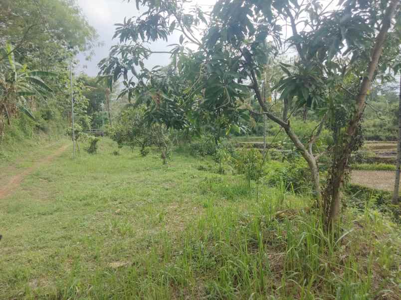 dijual tanah kebun mangga pinggir jl desa