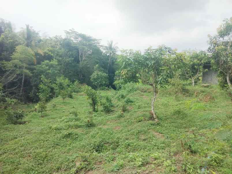 dijual tanah kebun mangga pinggir jl desa