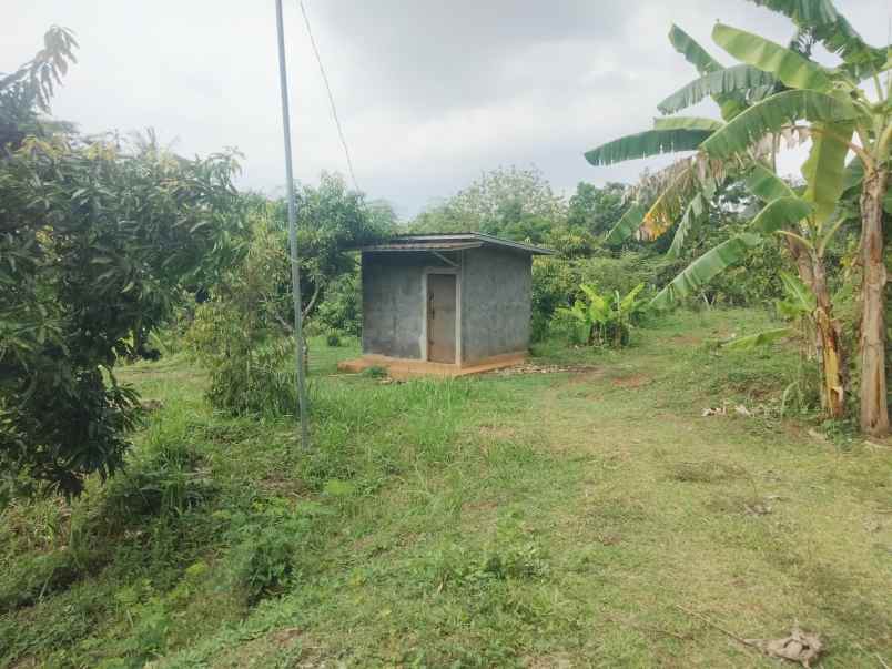 dijual tanah kebun mangga pinggir jl desa