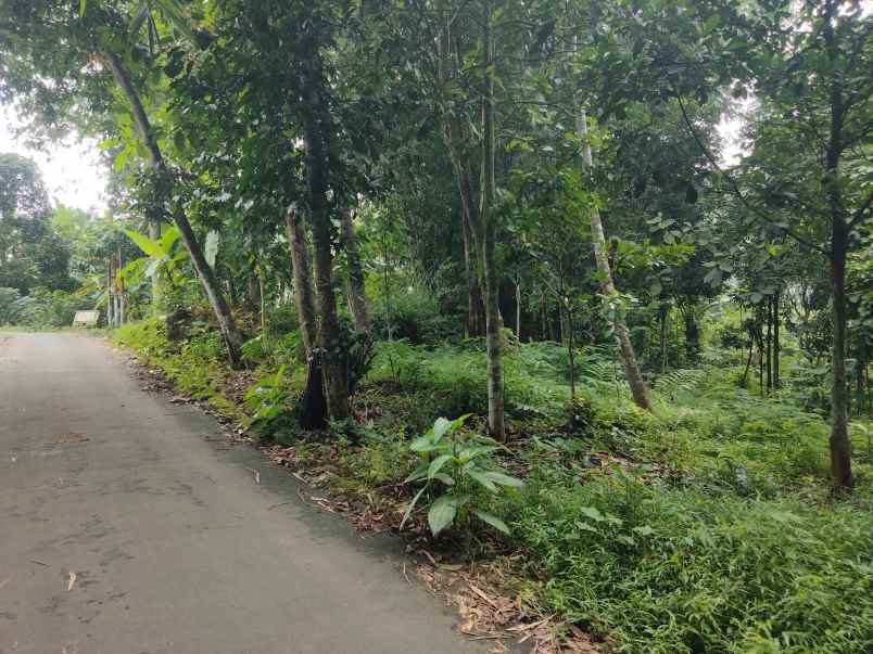 dijual tanah kebun pinggir jalan desa