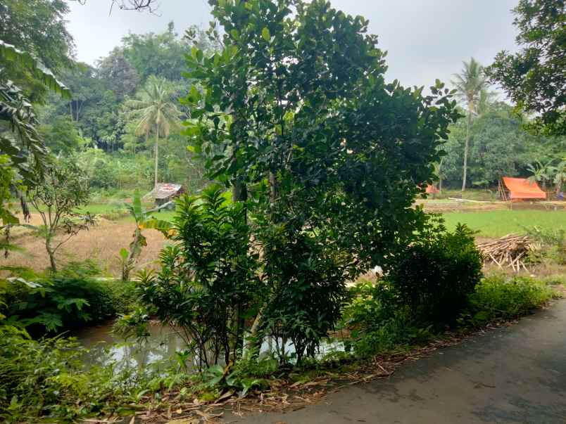 dijual tanah kebun pinggir jalan desa