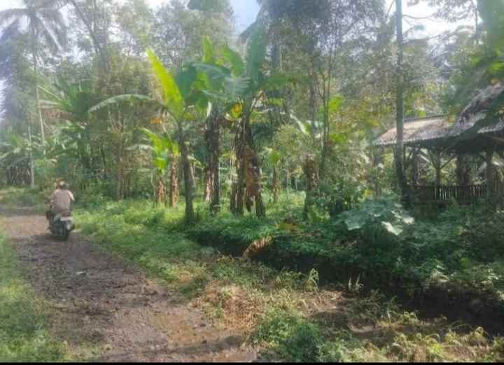 dijual tanah kebun pinggir jalan desa mobil truk masuk
