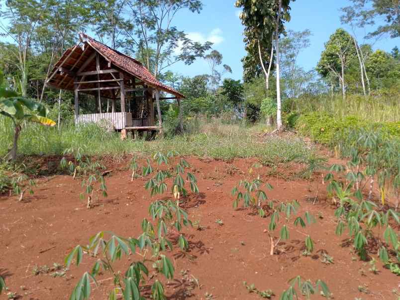 dijual tanah kebun produktif pinggir jalan