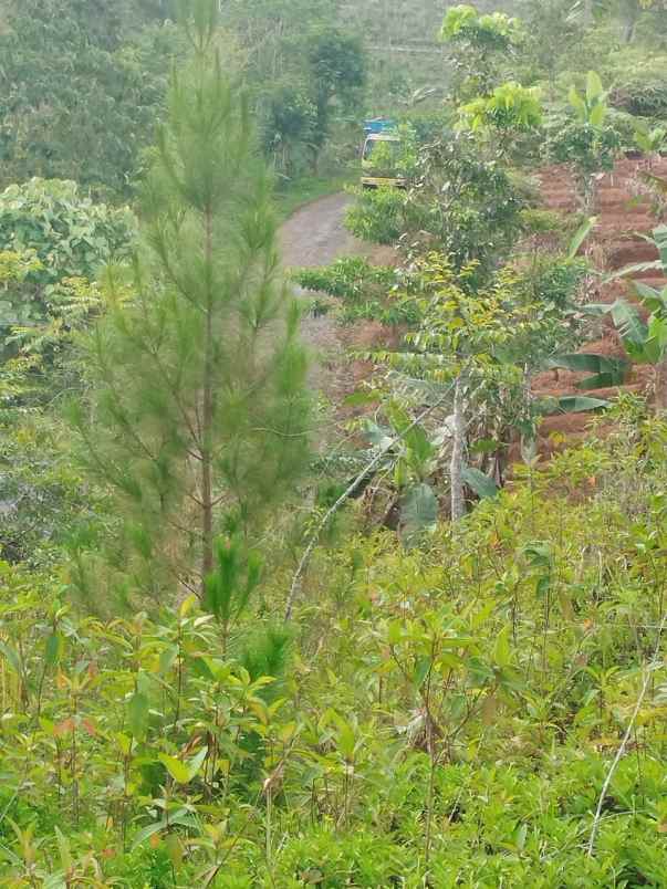 dijual tanah kebun produktif pinggir jalan