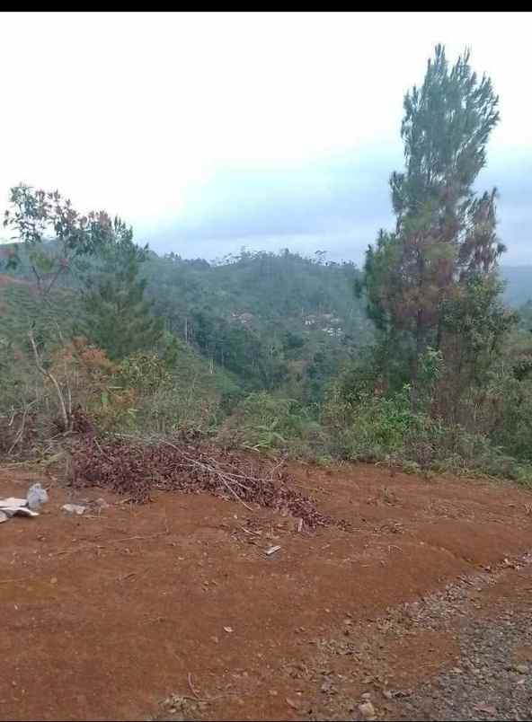 dijual tanah kebun produktif pinggir jalan