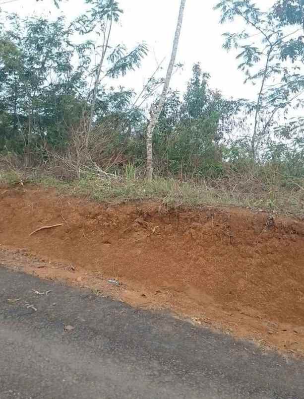 dijual tanah kebun produktif pinggir jalan