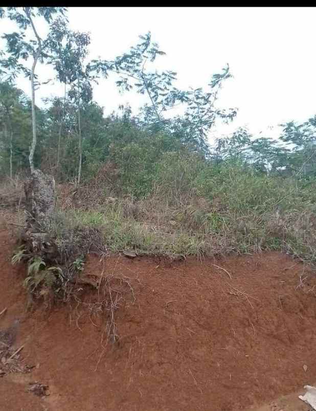dijual tanah kebun produktif pinggir jalan
