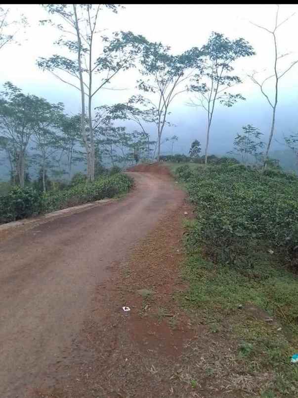 dijual tanah kebun produktif pinggir jalan