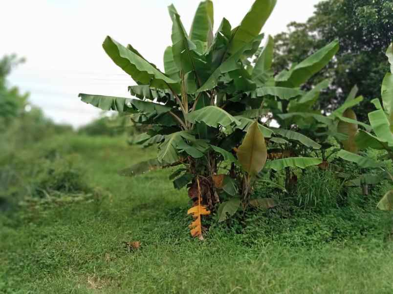 dijual tanah parakan kencana