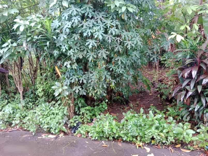 dijual tanah sawah lama ciputat