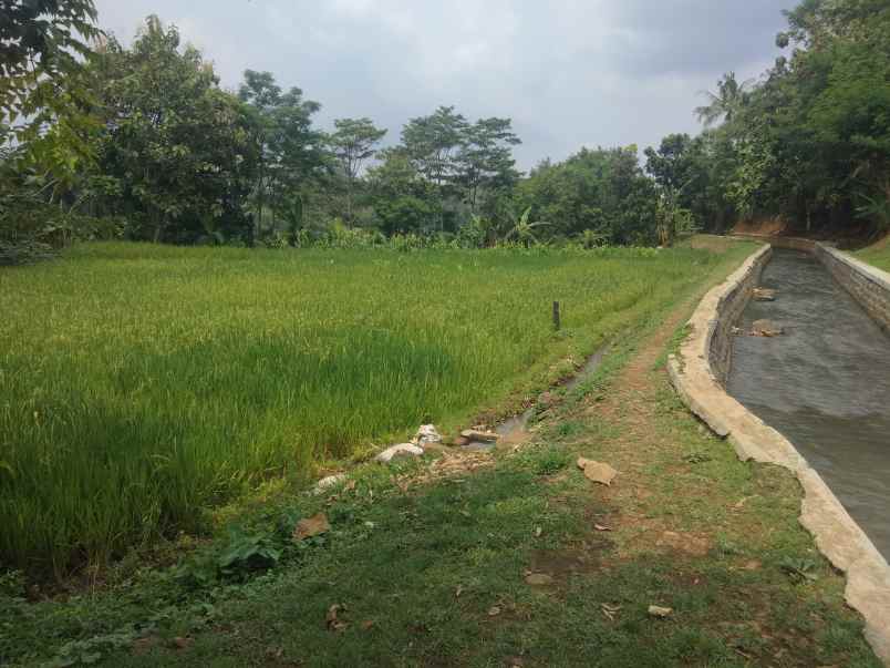 dijual tanah sawah panen tiga kali dalam setahun