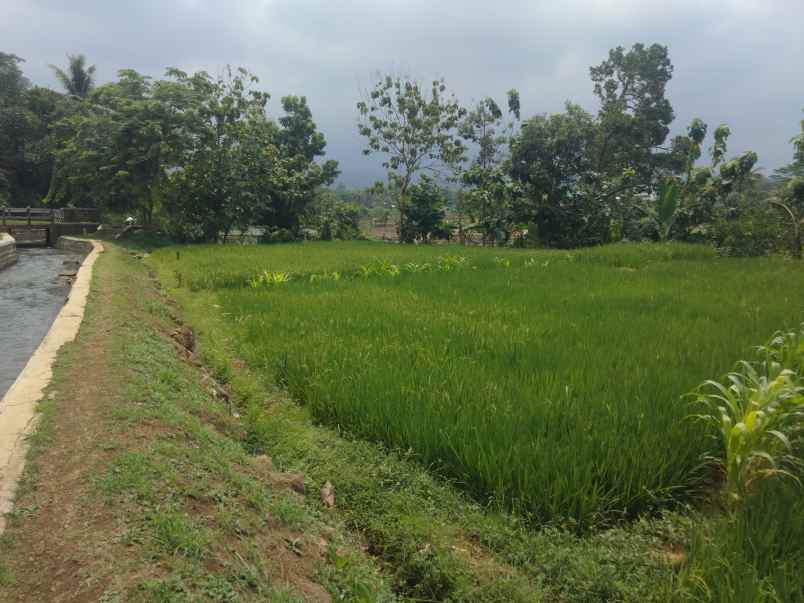 dijual tanah sawah panen tiga kali dalam setahun