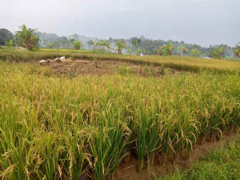 dijual tanah sawah produktif murah