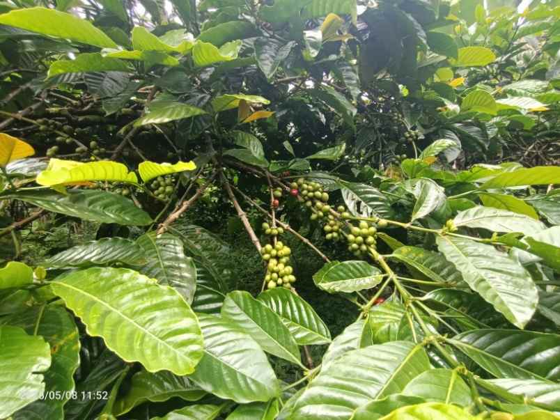 dijual tanah wanagiri buleleng bali