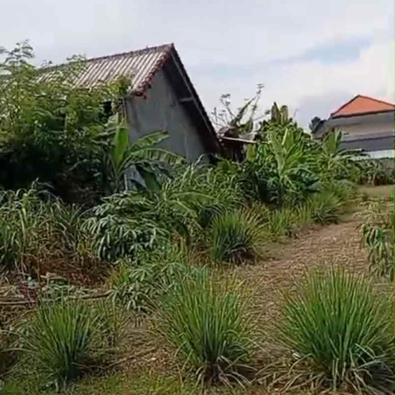 disewakan tanah buluh indah