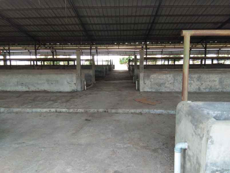 exs kandang sapi lempo kecamatan palasah majalengka