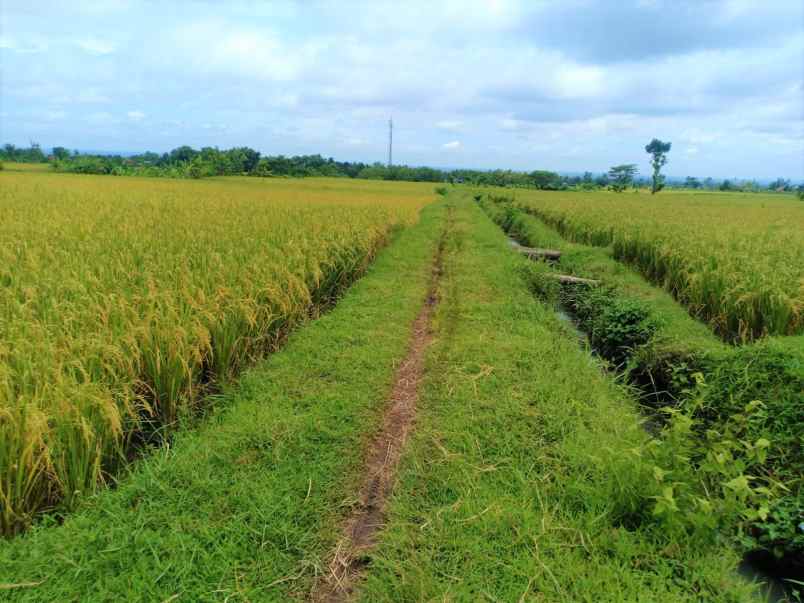 jual sawah 2000m jalan dpu kedawung sragen