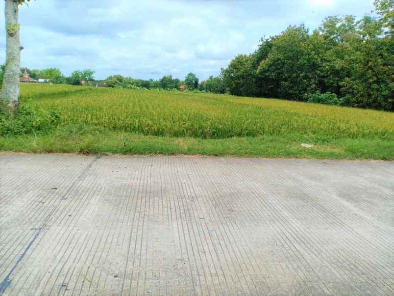 jual sawah 2000m jalan dpu kedawung sragen