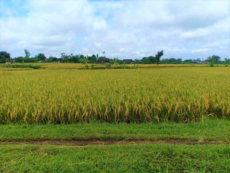 jual sawah 2000m jalan dpu kedawung sragen