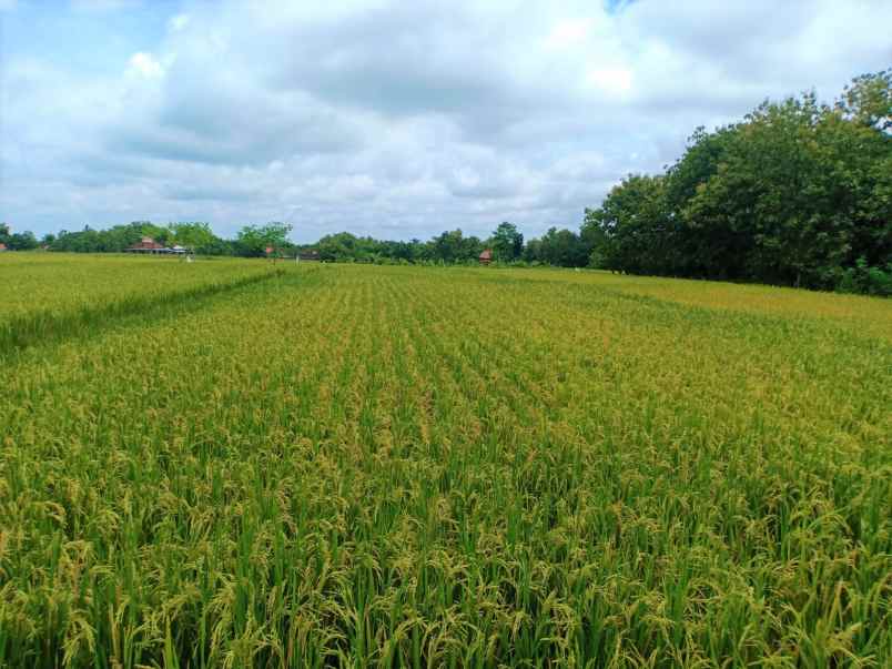 jual sawah 2000m jalan dpu kedawung sragen