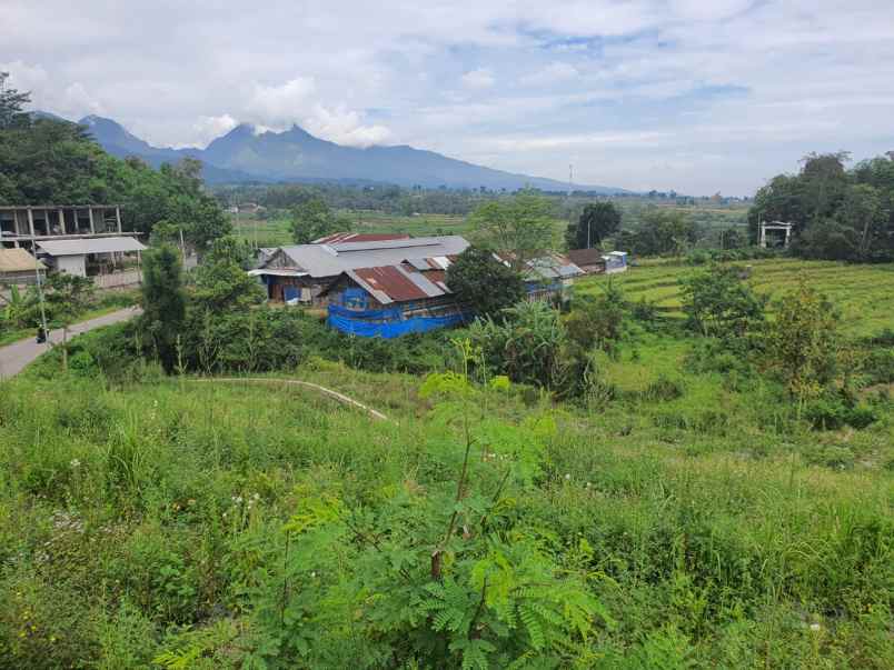 jual tahan di bendunganjati pacet mojokerto