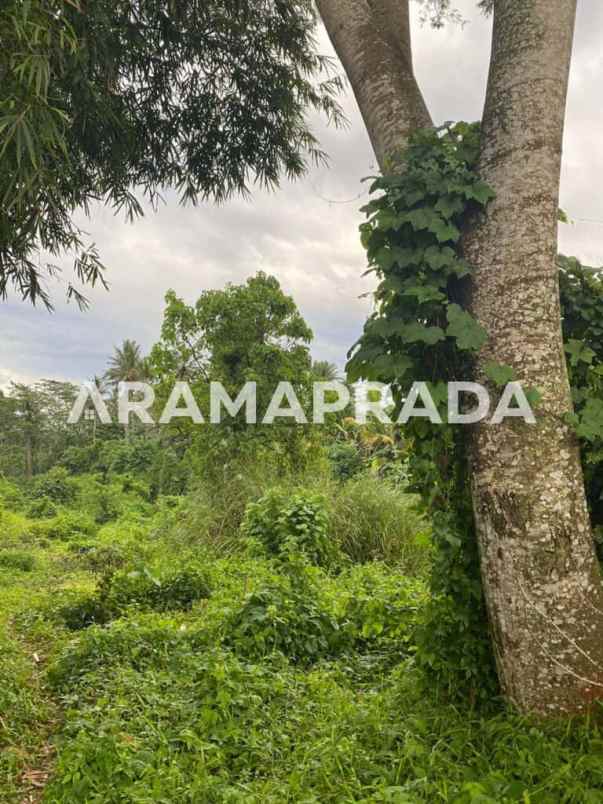 jual tanah 3750m2 panglan kapal mengwi badung