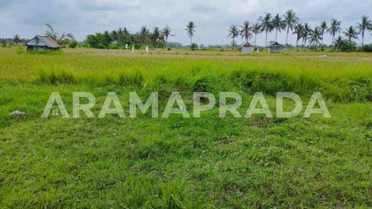 jual tanah sawah 19 are angantaka abiansemal badung