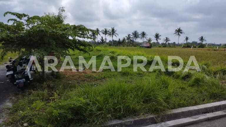 jual tanah sawah 19 are angantaka abiansemal badung