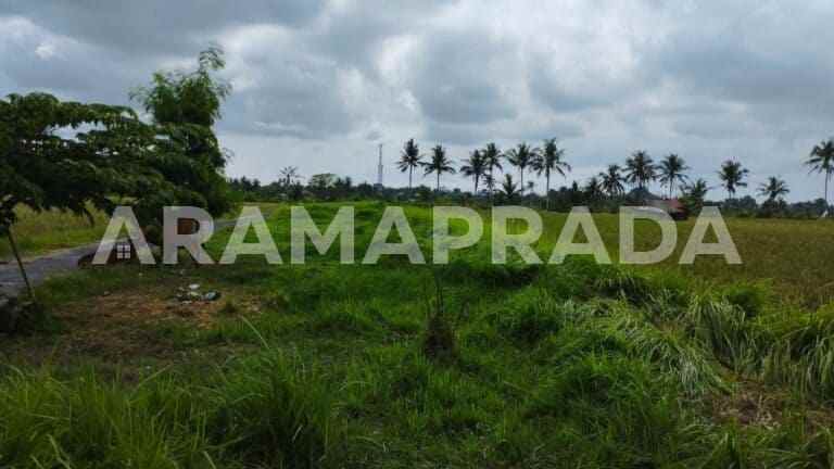 jual tanah sawah 19 are angantaka abiansemal badung