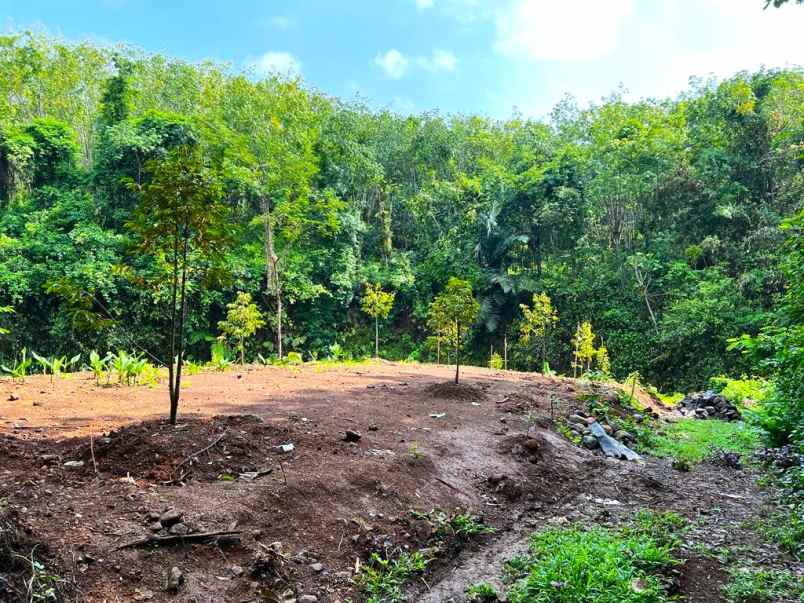 kebun durian 1018m 200 juta kerjo karanganyar