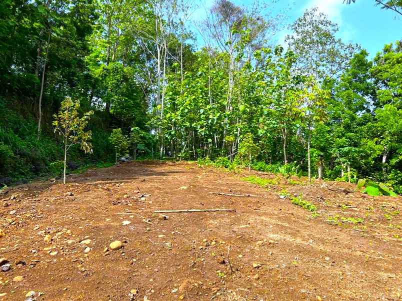 kebun durian 1018m 200 juta kerjo karanganyar