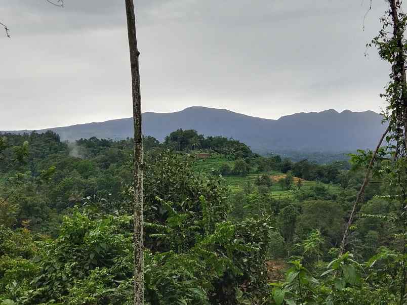 kebun durian jalan cagak subang jawa barat