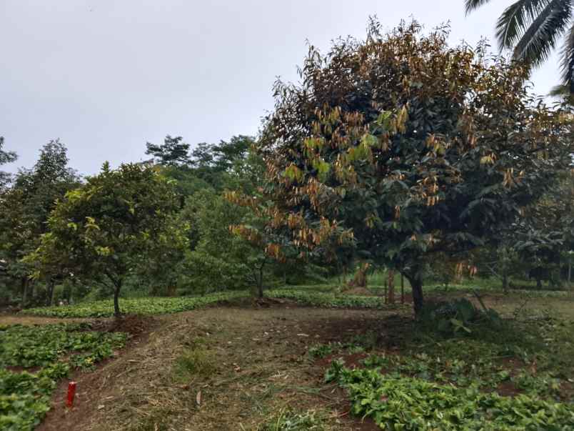 kebun durian jalan cagak subang jawa barat