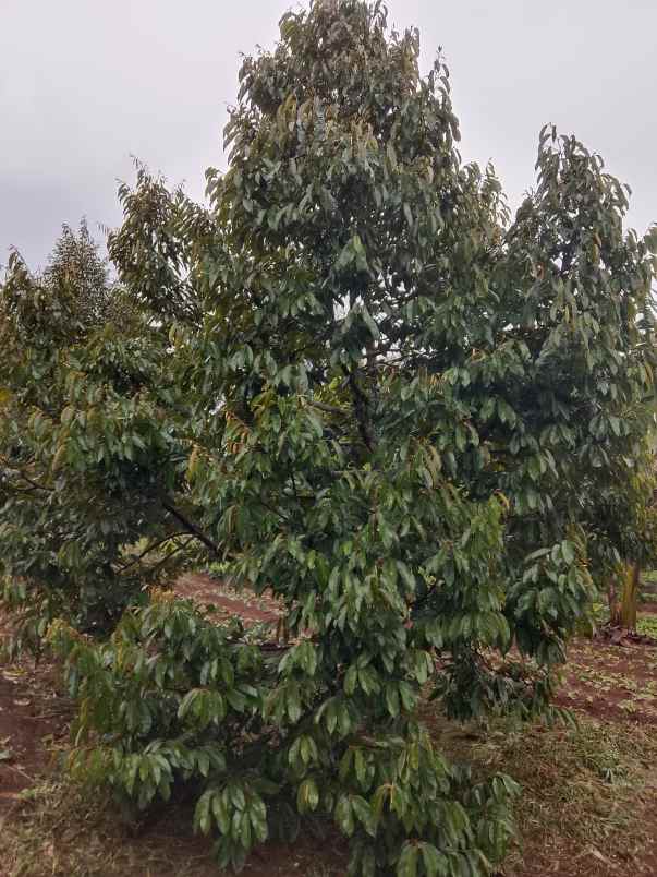 kebun durian jalan cagak subang jawa barat