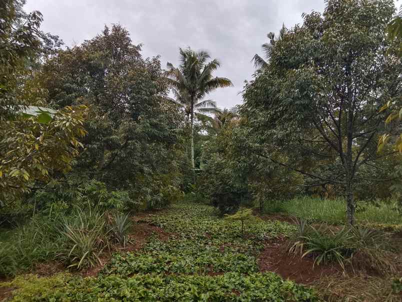 kebun durian jalan cagak subang jawa barat