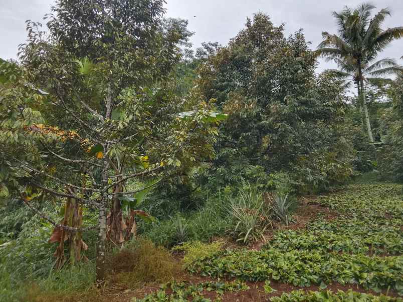 kebun durian jalan cagak subang jawa barat