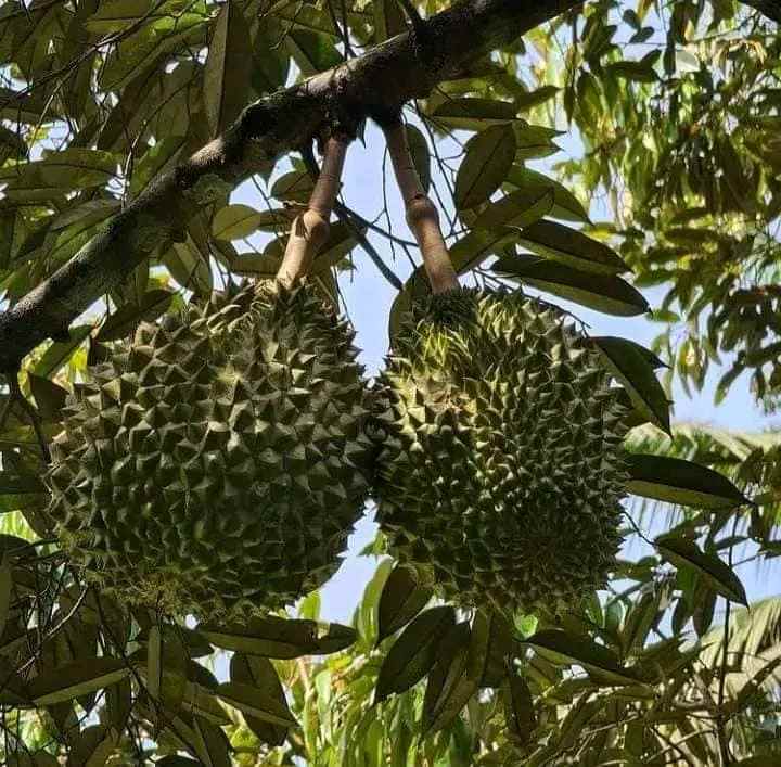 kebun durian jalan cagak subang jawa barat