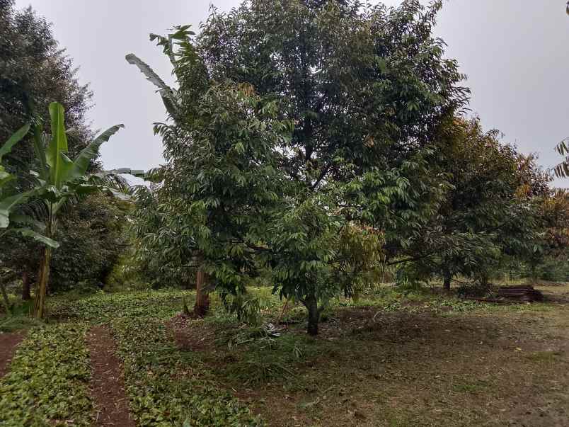 kebun durian jalan cagak subang jawa barat