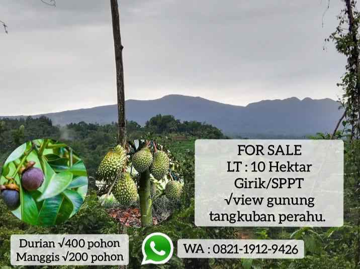 kebun durian jalan cagak subang jawa barat