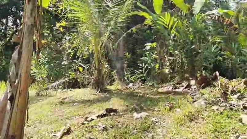 lahan kebun shm 80 are dekat pantai di tabanan bali