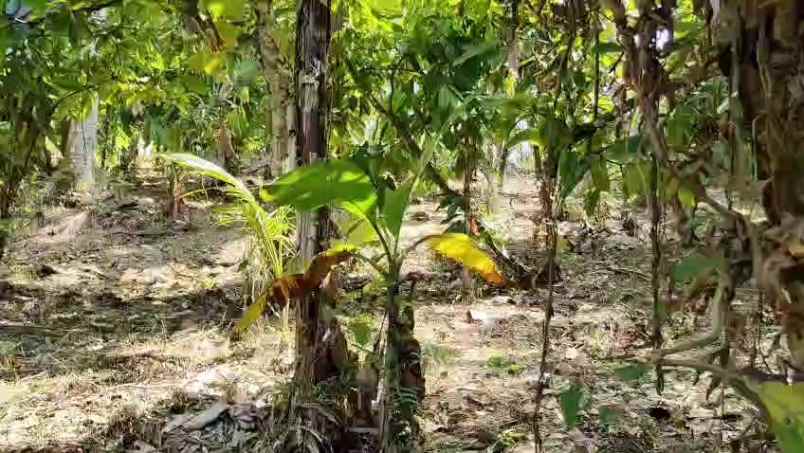 lahan kebun shm 80 are dekat pantai di tabanan bali