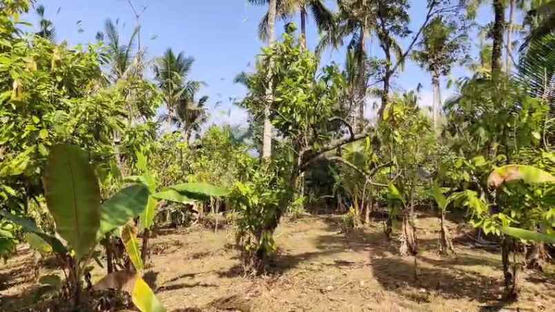 lahan kebun shm 80 are dekat pantai di tabanan bali