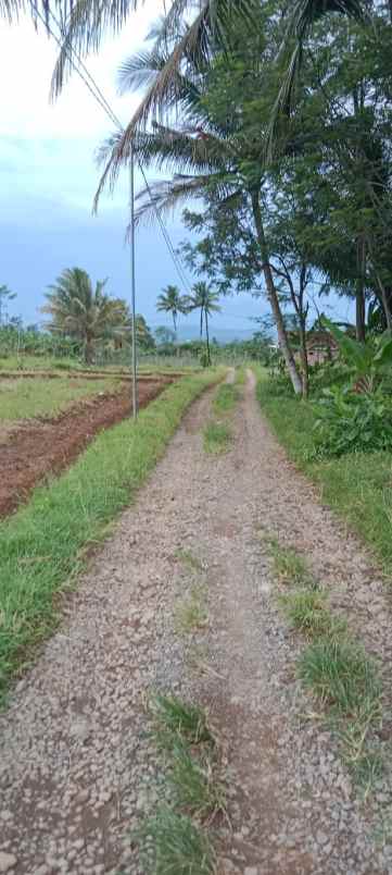 sawah air melimpah cocok untuk kolam maupun tanam padi