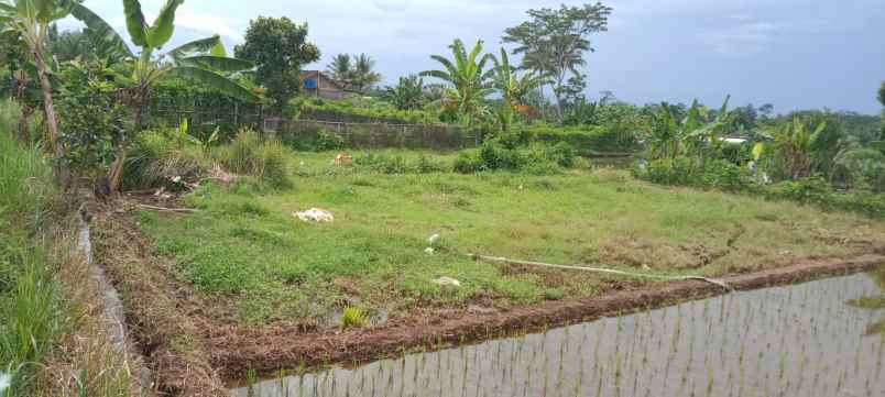 sawah air melimpah cocok untuk kolam maupun tanam padi