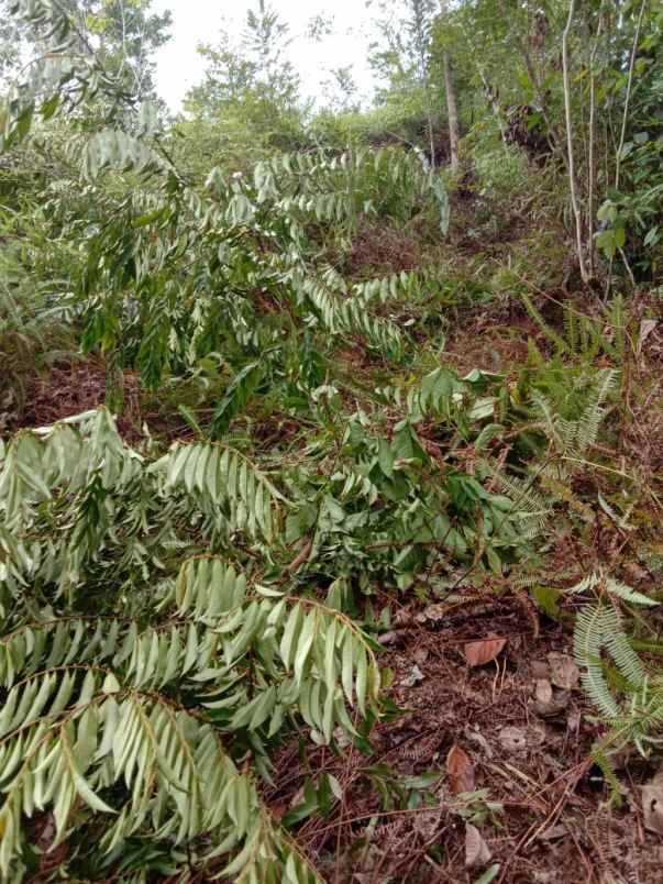 sebidang tanah pertanian seluas 32 ha