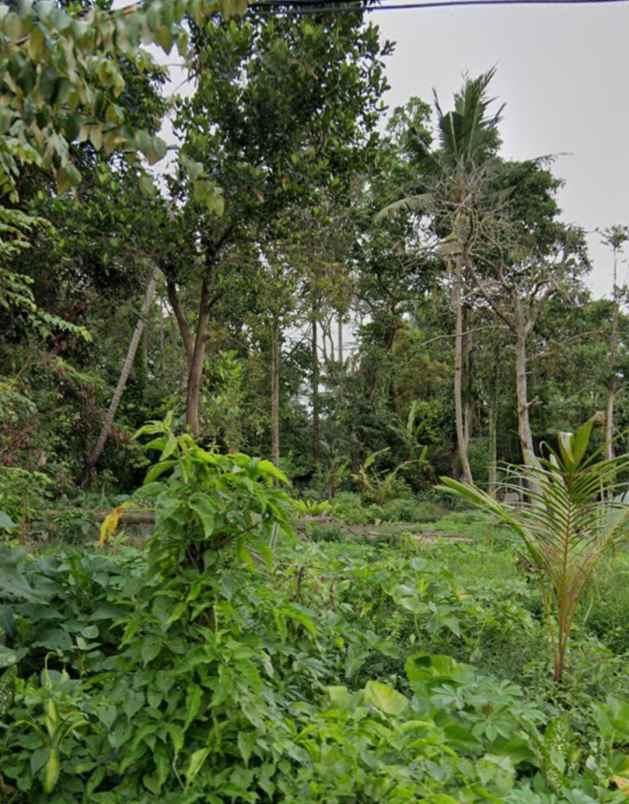 tanah di kedewatan ubud bali zona pariwisata pink zone